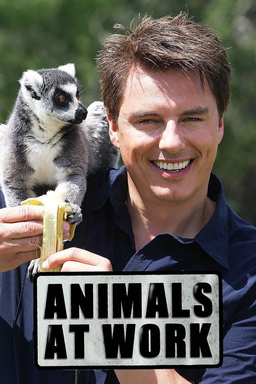 動(dòng)物打工記